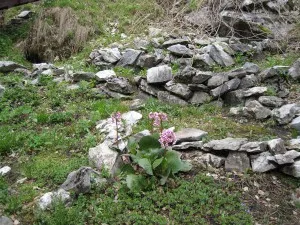 Ceaiul de la Bergenia - farmacie naturală cu Puer rafinat, Altai de munte farmacie