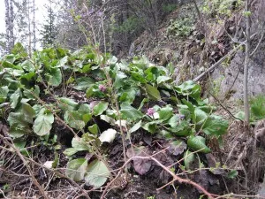 Ceaiul de la Bergenia - farmacie naturală cu Puer rafinat, Altai de munte farmacie