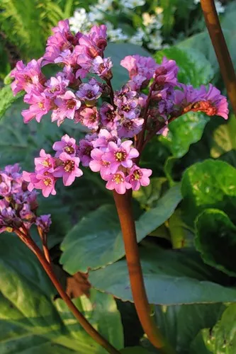 Ceaiul preparat din frunzele de Bergenia