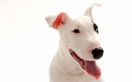 Bull terrier fajta leírás, karakter, betegség és gondozás