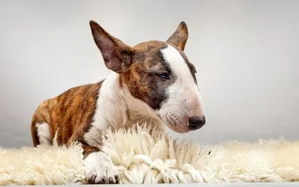 Bull terrier fajta leírás, karakter, betegség és gondozás