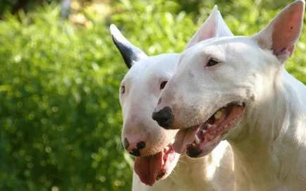 Bull terrier fajta leírás, karakter, betegség és gondozás