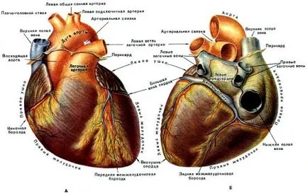 Coelomic ciszta a szívburok okok, diagnózis és kezelés