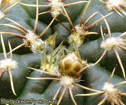 A rügyek kaktuszok kaktusz virágzás, mikor és hol jelenik meg rügyek