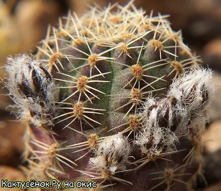 A rügyek kaktuszok kaktusz virágzás, mikor és hol jelenik meg rügyek