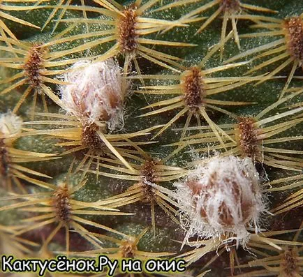 Пъпки кактуси кактуси цъфтят, кога и къде да се появяват пъпки