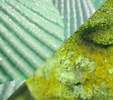 Теплий і холодний зелений колір, lookcolor (холодний) Теплий і холодний зелений колір, lookcolor