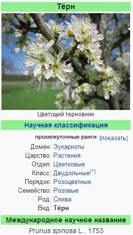 Терн, терен, тернослив - це одне і те ж чи ні (одне) Терн, терен, тернослив - це одне і те ж чи ні