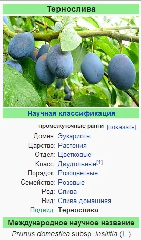 Терн, терен, тернослив - це одне і те ж чи ні (тернослив) Терн, терен, тернослив - це одне і те ж чи ні