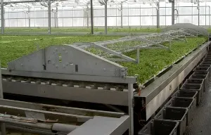 Технологічний комплекс для вирощування салату і зелених культур методом гідропоніки (салату) Технологічний комплекс для вирощування салату і зелених культур методом гідропоніки