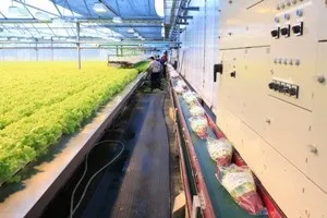 Технологічний комплекс для вирощування салату і зелених культур методом гідропоніки (вирощування) Технологічний комплекс для вирощування салату і зелених культур методом гідропоніки