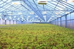 Технологічний комплекс для вирощування салату і зелених культур методом гідропоніки (салату) Технологічний комплекс для вирощування салату і зелених культур методом гідропоніки