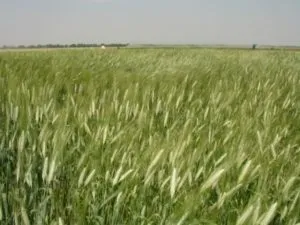 Технологія вирощування кукурудзи (азоту фосфору калію) Технологія вирощування кукурудзи