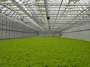 Технологічний комплекс для вирощування салату і зелених культур методом гідропоніки (технологічний) Технологічний комплекс для вирощування салату і зелених культур методом гідропоніки