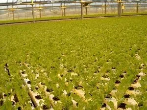 Технологічний комплекс для вирощування салату і зелених культур методом гідропоніки (технологічний) Технологічний комплекс для вирощування салату і зелених культур методом гідропоніки