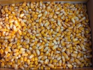 Технологія вирощування кукурудзи (кукурудзи) Технологія вирощування кукурудзи