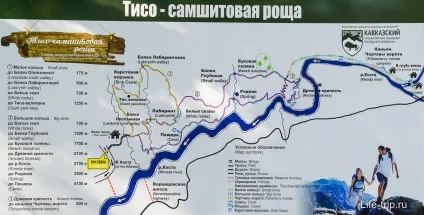 Тисо-самшитовий гай в хості і прогулянка по джунглях, мій відгук (тисо-самшітовая) Тисо-самшитовий гай в хості і прогулянка по джунглях, мій відгук