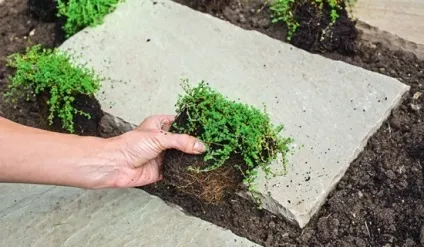 Чебрець посадка, вирощування, технологія посіву, фото, вибираємо (дієти) Чебрець посадка, вирощування, технологія посіву, фото, вибираємо