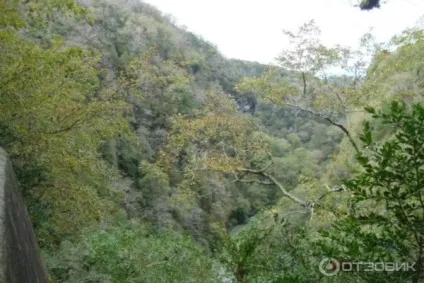 Тисо самшітовая гай як дістатися з Адлера, сочи, самостійно на машині, опис
