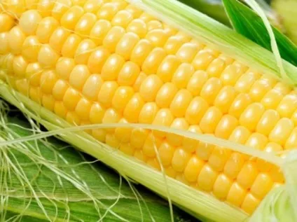 Технологія вирощування кукурудзи (кукурудзи) Технологія вирощування кукурудзи