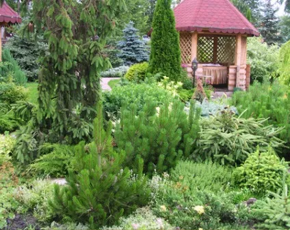 Технологія розмноження хвойних живцюванням (кількох місяців року) Технологія розмноження хвойних живцюванням