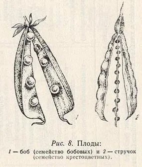 Какво е различно от боб шушулката, от които растенията се развиват такива плодове
