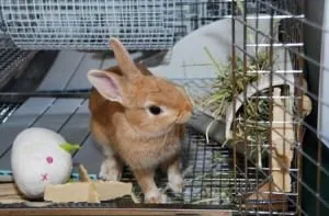 Ce poate și ce nu se poate hrăni iepurii