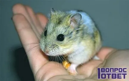 Ce să se hrănească un hamster acasă o listă a ceea ce poate și ce nu pot mânca hamsteri