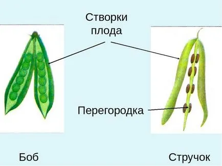 Какво е различно от боб шушулката, от които растенията се развиват такива плодове