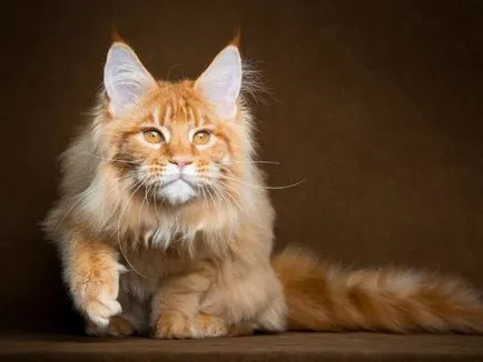 Ce să se hrănească Maine Coon din alimente naturale