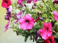 Chernogolovka - szívós, agresszív és hasznos a kerti virágok (tanya)