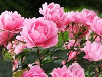 Chernogolovka - упорит, агресивен и полезна при цветята в градината (имение)