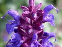 Chernogolovka - упорит, агресивен и полезна при цветята в градината (имение)