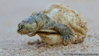 Turtles beszélnek egymással útján hangok - BBC orosz Service