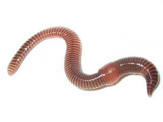 Worms dendrobena Veneta