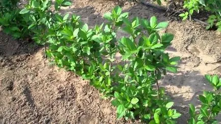 cultivare chokeberry și de îngrijire a bucșei