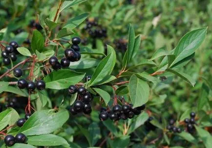 Chokeberry termesztése és gondozása a bokor