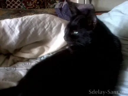 Negru pisica DIY pusculita