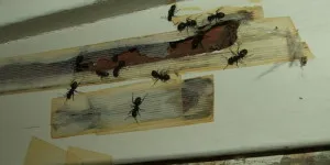 Ce se întâmplă dacă au existat furnici în apartament