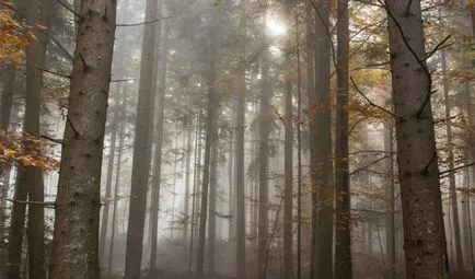 Ce să faci dacă ești pierdut în pădure