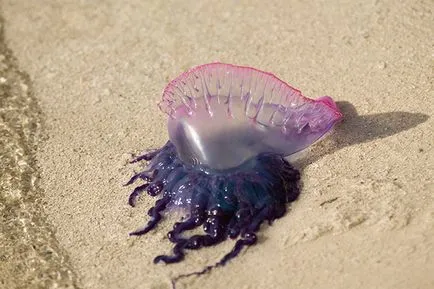 Какво да направите в случай на ужилване от медуза