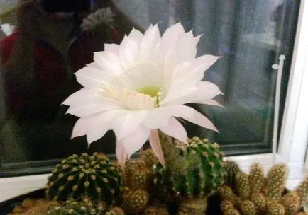 Cactus virágos, virágzó kaktuszok nevét, kaktusz virág fotók, ötletek, tünetek -