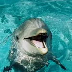 Ce se va omul de delfin, toate inteligent