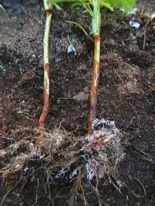 Mi a mikorrhiza mennyire fontos, hogy a növények és a kert gomba