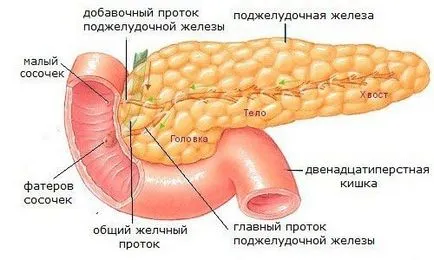 Какво е човек, в ляво под ребрата