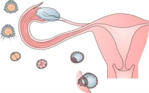 Mi az ovuláció folyamata a nők fiziológia