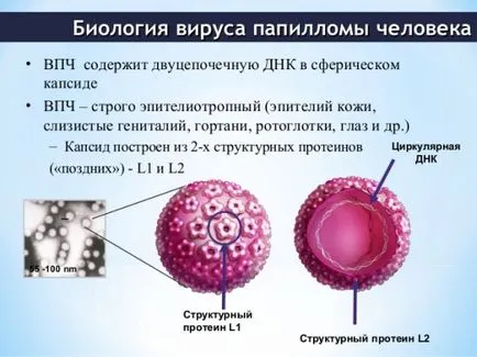 Какво е определението на брадавицата за големи и малки брадавици по тялото