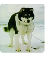 Chukchi sanie husky