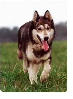 Chukchi sanie husky