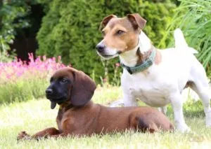 Szopornyica kutyák tünetei, a betegség folyamán és a kezelés otthon